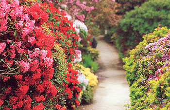 Bodnant Garden photo