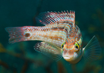 Anglesey Sea Zoo photo