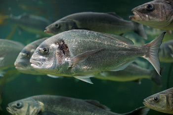 Anglesey Sea Zoo Photo