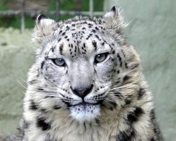 Welsh Mountain Zoo - National Zoo of Wales photo