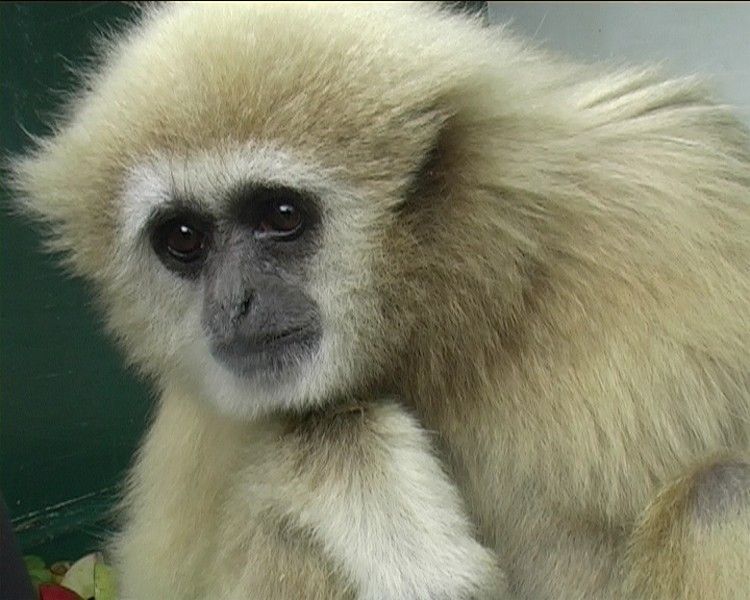 Welsh Mountain Zoo - National Zoo of Wales Photo